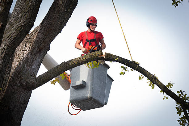 How Our Tree Care Process Works  in  Kendall Park, NJ